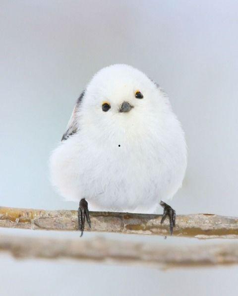 男人的小鸟图片,小鸟的形态与功能解析